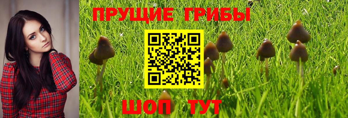 Галлюциногенные грибы Psilocybine cubensis Феодосия